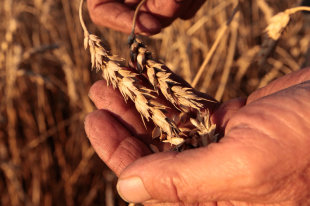Возможности производства пшеницы в Сибири